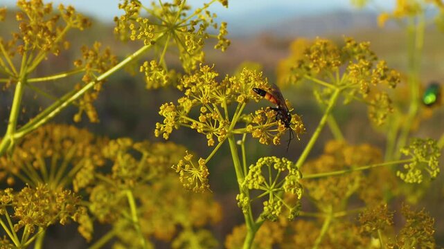 Akitschkan Ferula (Ferula akitschkensis) with an Ichneumon Wasp (Alomya sp.) Feeding on Yellow Umbels