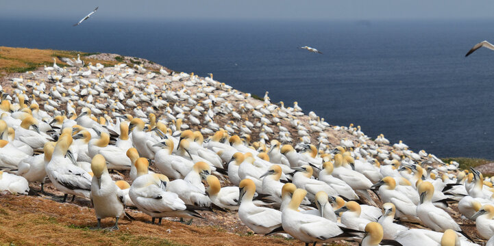 A colony of gannets, Perc&eacute;, Qu&eacute;bec, Canada