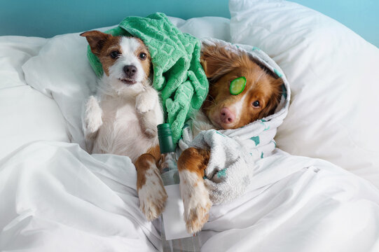 Jack Russell Terrier and Nova Scotia Duck Tolling Retriever relax with cucumber slices in bed. Funny dogs create a playful home spa, wellness and self-care concept.