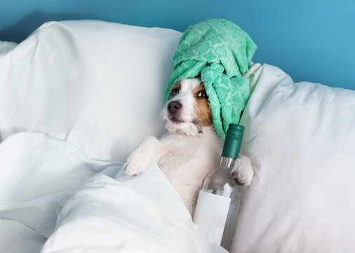 Jack Russell Terrier rests in white bedding with a green towel wrapped around its head. Funny dog creates a home spa, wellness, grooming and self-care concept.