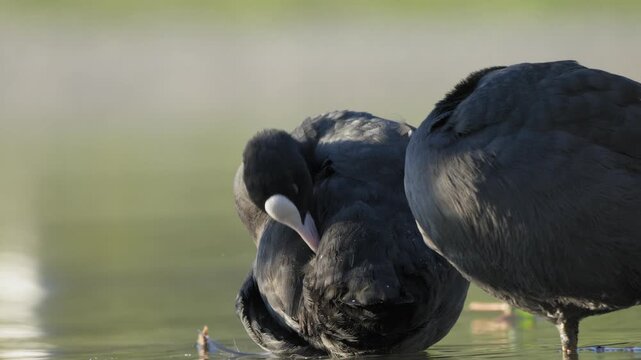 Close Up Eurasian Coot Preening Its Feathers With Beak