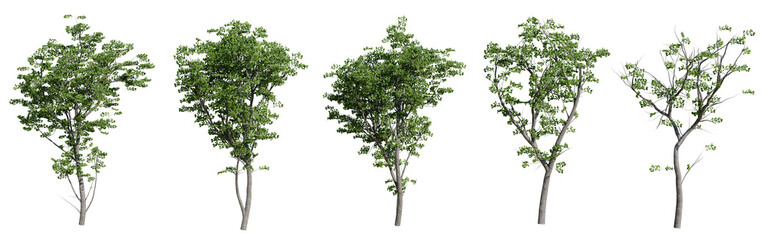 Obraz premium Set of realistic green trees isolated on transparent background. 3d render tree collection for architectural visualization, landscape design, game environment