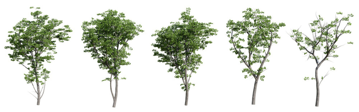 Set of realistic green trees isolated on transparent background. 3d render tree collection for architectural visualization, landscape design, game environment