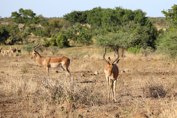 Fototapeta premium Schwarzfersenantilope / Impala / Aepyceros melampus