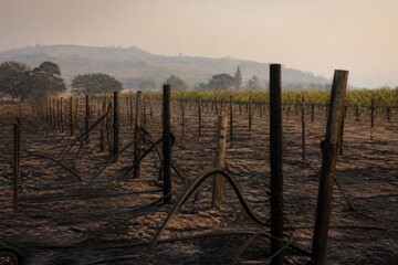 Obraz premium Vineyard rows and irrigation equipment damaged by wildfire in a rural landscape for wildfire preparedness, property protection and climate campaigns