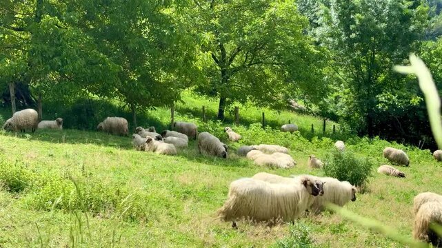 Flock of sheep grazing on lush green pasture
