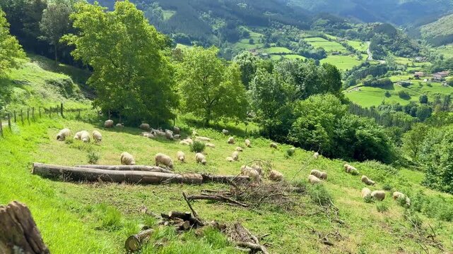 Flock of sheep grazing on green mountain pasture