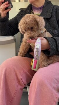 Woman traveling with a brown poodle on public transport