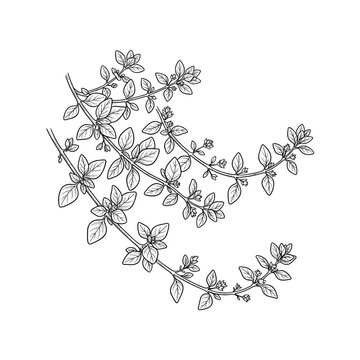 Oregano trailing stems herb line art for culinary cooking blogs and kitchen garden