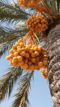 Golden dates hanging from a palm tree, showcasing tropical abundance and fresh natural produce under a clear sky