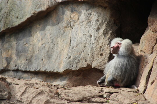 hamadryas baboon in a zoo in berlin in germany 