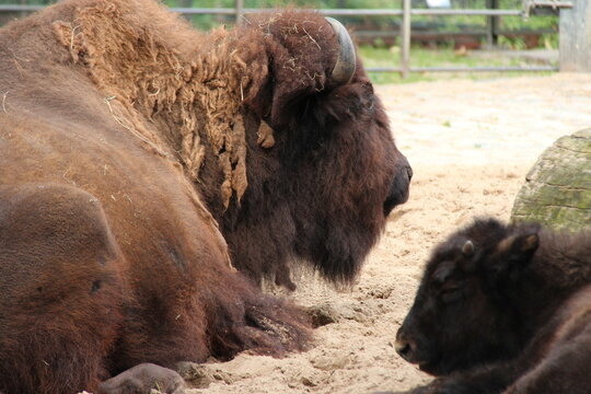 bison in a zoo in berlin in germany 