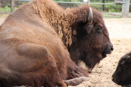 bison in a zoo in berlin in germany 