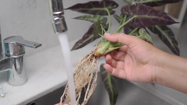 Washing plant roots under water at home