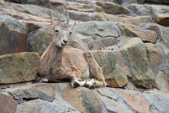 siberian ibex in a zoo in berlin in germany 