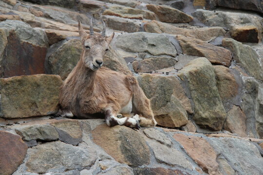 siberian ibex in a zoo in berlin in germany 