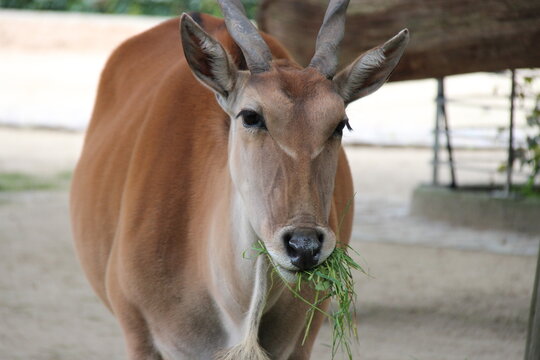cape eland in a zoo in berlin in germany 