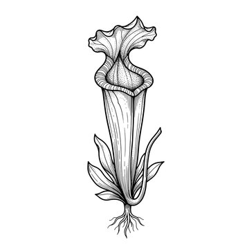 Pitcher plant liquid trap carnivorous line art for biology education and science blogs