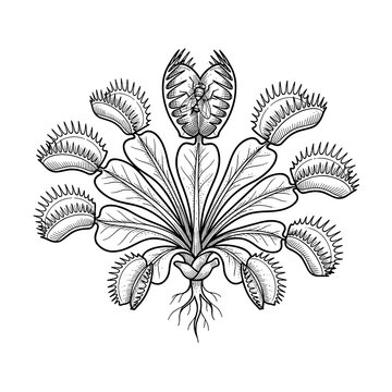 Venus flytrap triggered trap carnivorous line art for biology science and education