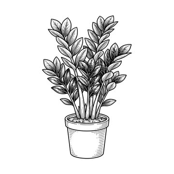 ZZ plant waxy dark leaves zamioculcas line art for low light indoor decor and blogs