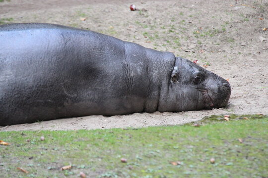 pygmy hippo in a zoo in berlin in germany 