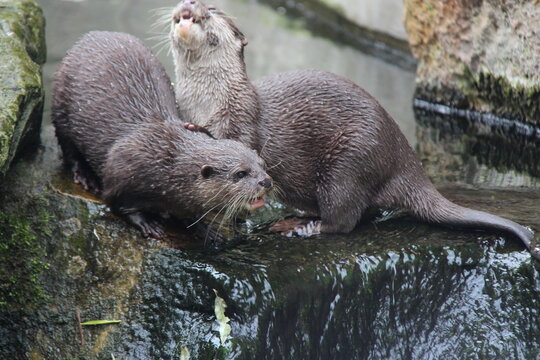 otter in a zoo in berlin in germany 