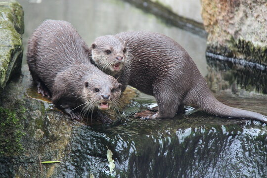 otter in a zoo in berlin in germany 