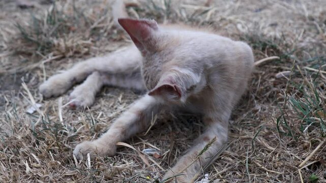A cat resting on the grassy ground