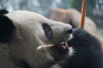 giant panda in zoo in belin in germany  © frdric