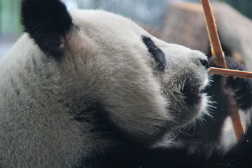 giant panda in zoo in belin in germany  © frdric
