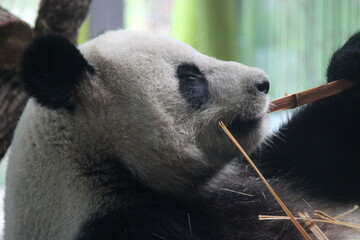 giant panda in zoo in belin in germany  © frdric