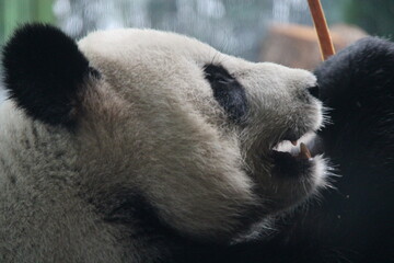 giant panda in zoo in belin in germany  © frdric