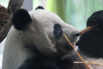 giant panda in zoo in belin in germany  © frdric