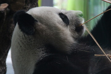 giant panda in zoo in belin in germany  © frdric