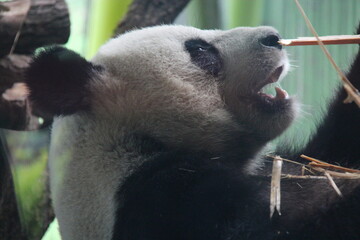 giant panda in zoo in belin in germany  © frdric
