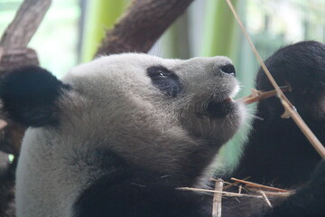 giant panda in zoo in belin in germany  © frdric