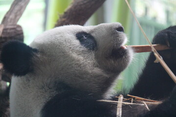 giant panda in zoo in belin in germany  © frdric