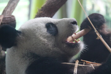 giant panda in zoo in belin in germany  © frdric