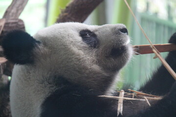 giant panda in zoo in belin in germany  © frdric
