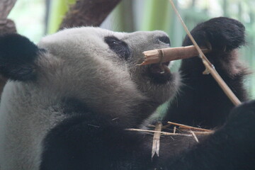 giant panda in zoo in belin in germany  © frdric