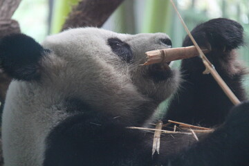 giant panda in zoo in belin in germany  © frdric