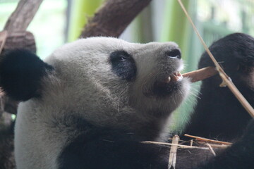 giant panda in zoo in belin in germany  © frdric
