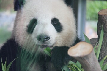 giant panda in zoo in belin in germany  © frdric
