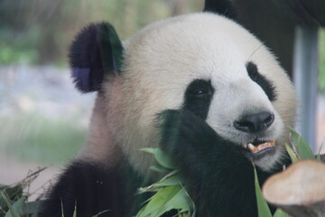 giant panda in zoo in belin in germany  © frdric