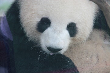 giant panda in zoo in belin in germany  © frdric