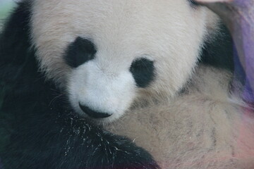 giant panda in zoo in belin in germany  © frdric