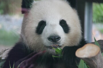 giant panda in zoo in belin in germany  © frdric