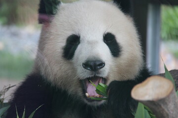 giant panda in zoo in belin in germany  © frdric