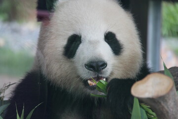 giant panda in zoo in belin in germany  © frdric