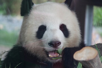 giant panda in zoo in belin in germany  © frdric
